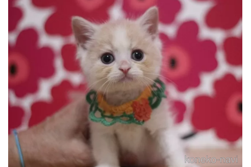 成約済の東京都のマンチカン-105341の6枚目